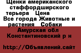 Щенки американского стаффордширского терьера › Цена ­ 20 000 - Все города Животные и растения » Собаки   . Амурская обл.,Константиновский р-н